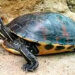 Secuencian genoma mitocondrial completo de la tortuga de Atrato