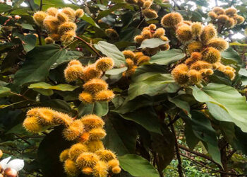 Productores de achiote chocoano deben fortalecer su cultivo y mercadeo