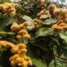 Productores de achiote chocoano deben fortalecer su cultivo y mercadeo