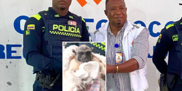 Rescatan un mono Tití en Istmina