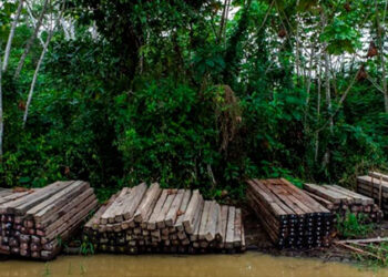 Madera ilegal del Chocó