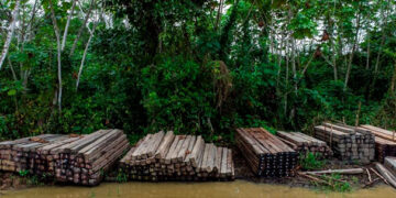 Madera ilegal del Chocó