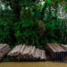 Madera ilegal del Chocó