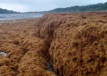 Alerta ambiental en Chocó: llegada masiva de sargazo amenaza ecosistemas y comunidades