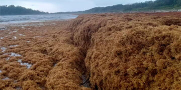 Alerta ambiental en Chocó: llegada masiva de sargazo amenaza ecosistemas y comunidades