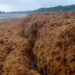 Alerta ambiental en Chocó: llegada masiva de sargazo amenaza ecosistemas y comunidades