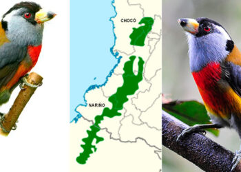 Cabezón tucán: hermosa ave del Chocó biogeográfico