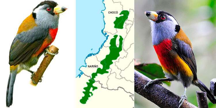 Cabezón tucán: hermosa ave del Chocó biogeográfico