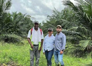 Predios con palma de aceite en Bajirá, Chocó, buscan ser registrados
