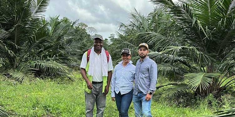 Predios con palma de aceite en Bajirá, Chocó, buscan ser registrados