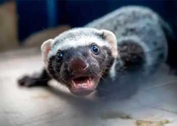 Chocó: grisón, una especie invasora que no debe ser mascota