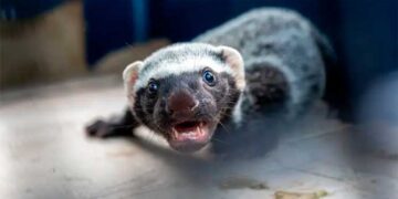 Chocó: grisón, una especie invasora que no debe ser mascota