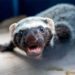 Chocó: grisón, una especie invasora que no debe ser mascota