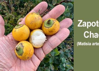 Chocó: zapote de chadó
