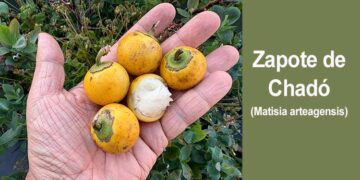 Chocó: zapote de chadó