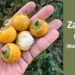 Chocó: zapote de chadó