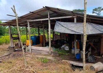 Destruyen laboratorio de coca en Carmen del Darién, Chocó