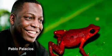 Rana venenosa del Chocó
