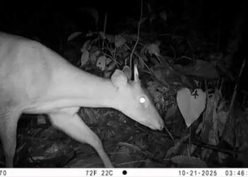 Registran presencia de venados, guaguas, aves, felinos silvestres, osos hormigueros, guatines, tayras y zainos en Tutunendo, Quibdó