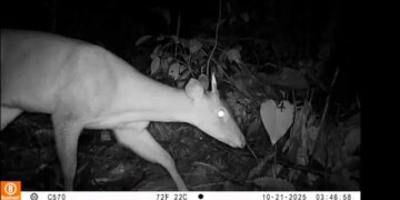 Registran presencia de venados, guaguas, aves, felinos silvestres, osos hormigueros, guatines, tayras y zainos en Tutunendo, Quibdó