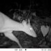Registran presencia de venados, guaguas, aves, felinos silvestres, osos hormigueros, guatines, tayras y zainos en Tutunendo, Quibdó