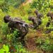 Destruyen semillero de plantas de coca en San José del Palmar