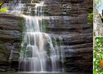 Chocó: Después de 30 años, se prepara la apertura del Parque Nacional Natural Los Katíos.