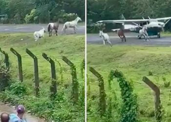 Chocó, Acandí: caballos ingresaron a la pista del aeropuerto y casi causan una tragedia