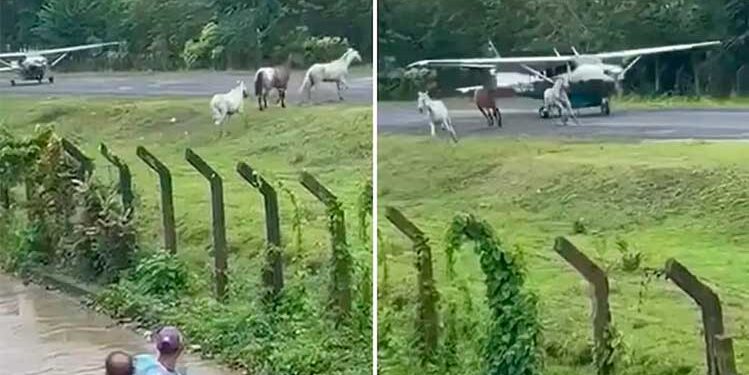 Chocó, Acandí: caballos ingresaron a la pista del aeropuerto y casi causan una tragedia