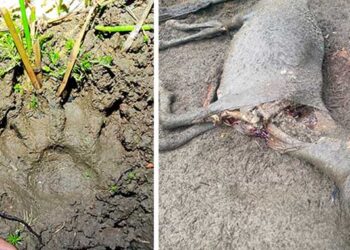 Bahía Solano: presencia de felinos silvestres en el corregimiento El Valle