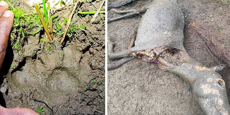 Bahía Solano: presencia de felinos silvestres en el corregimiento El Valle