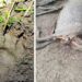 Bahía Solano: presencia de felinos silvestres en el corregimiento El Valle