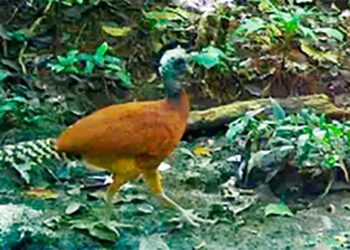 Chocó, Bahía Solano: presencia de jaguares, nutrias, pavas de monte, garza morada y tinamú grande