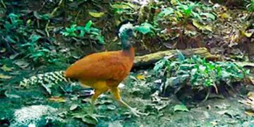 Chocó, Bahía Solano: presencia de jaguares, nutrias, pavas de monte, garza morada y tinamú grande