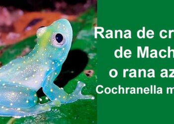 Chocó: Rana de cristal de Mache o rana azul