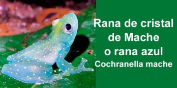Chocó: Rana de cristal de Mache o rana azul