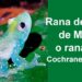 Chocó: Rana de cristal de Mache o rana azul