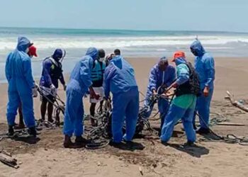 Culminan la disposición final del cachalote encallado en Bahía Solano