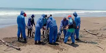 Culminan la disposición final del cachalote encallado en Bahía Solano