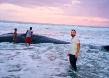 Bahía Solano, Chocó: un cachalote murió enredado en una malla de pesca prohibida
