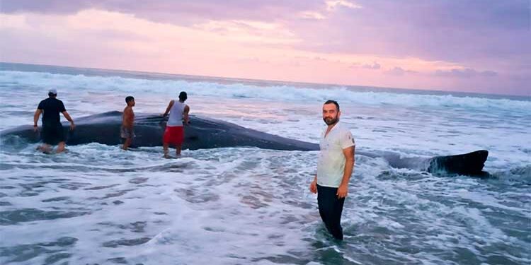 Bahía Solano, Chocó: un cachalote murió enredado en una malla de pesca prohibida