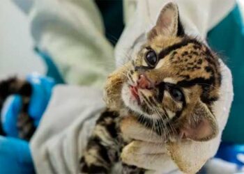 Rehabilitan cachorro de felino silvestre del género Leopardus localizado en Istmina