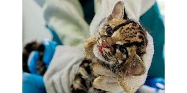 Rehabilitan cachorro de felino silvestre del género Leopardus localizado en Istmina