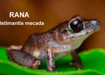 Chocó: encuentran en Bahía Solano una nueva especie de rana