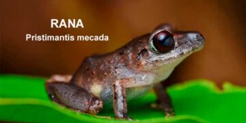 Chocó: encuentran en Bahía Solano una nueva especie de rana