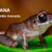 Chocó: encuentran en Bahía Solano una nueva especie de rana