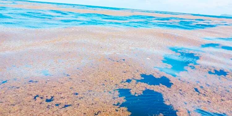 Acandí, Chocó: otra vez llega sargazo a Capurganá