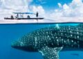 Chocó: El tiburón ballena ya llegó al Pacífico chocoano
