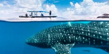 Chocó: El tiburón ballena ya llegó al Pacífico chocoano
