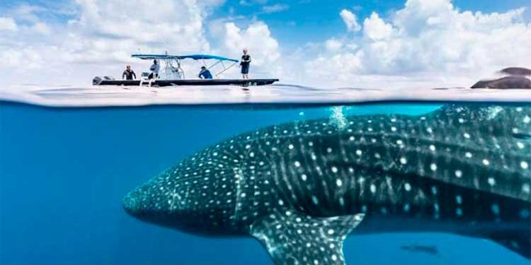 Chocó: El tiburón ballena ya llegó al Pacífico chocoano